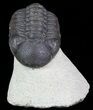 Bargain, Austerops Trilobite - Morocco #68758-1